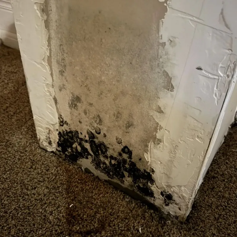 Professional Mold Removal in Payne, OH